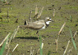 Little Ringed Plover