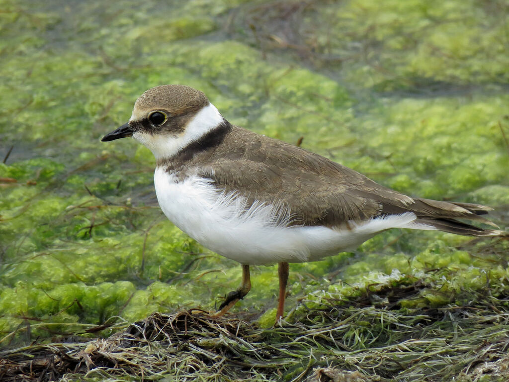 Little Ringed Ploverjuvenile