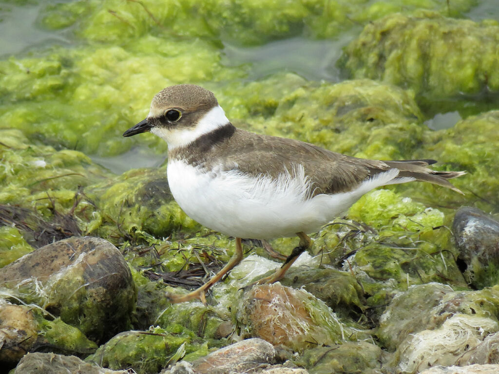 Little Ringed Ploverjuvenile