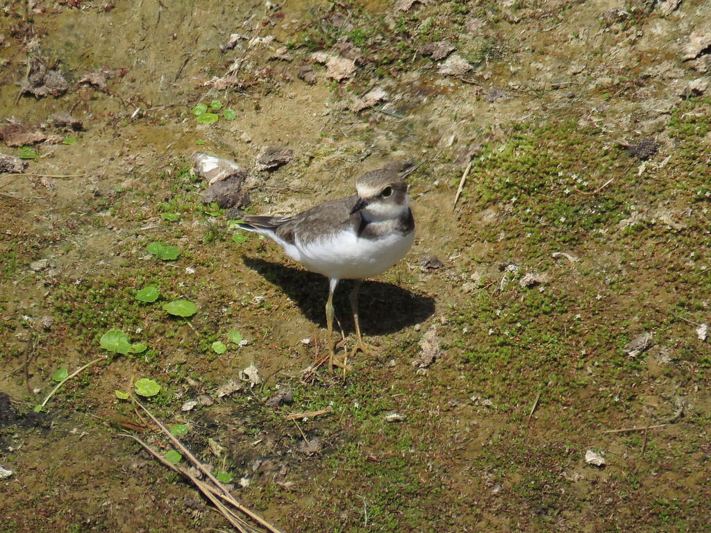 Little Ringed Ploverjuvenile