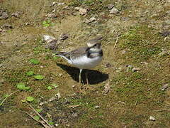 Little Ringed Plover