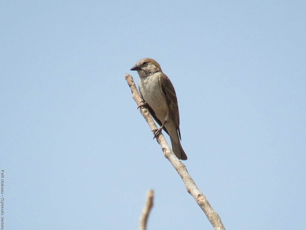 Sahel Bush Sparrow