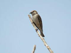 Sahel Bush Sparrow