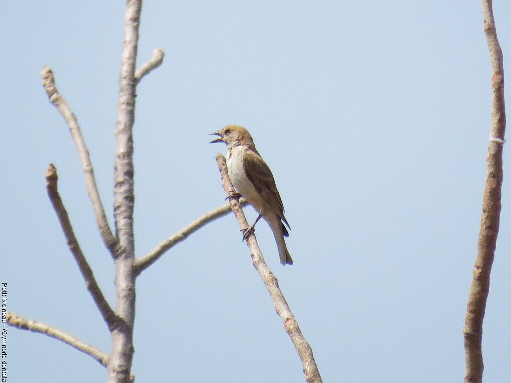 Sahel Bush Sparrow