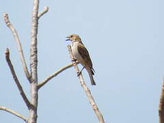 Sahel Bush Sparrow