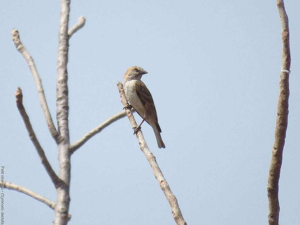 Sahel Bush Sparrow