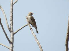 Sahel Bush Sparrow