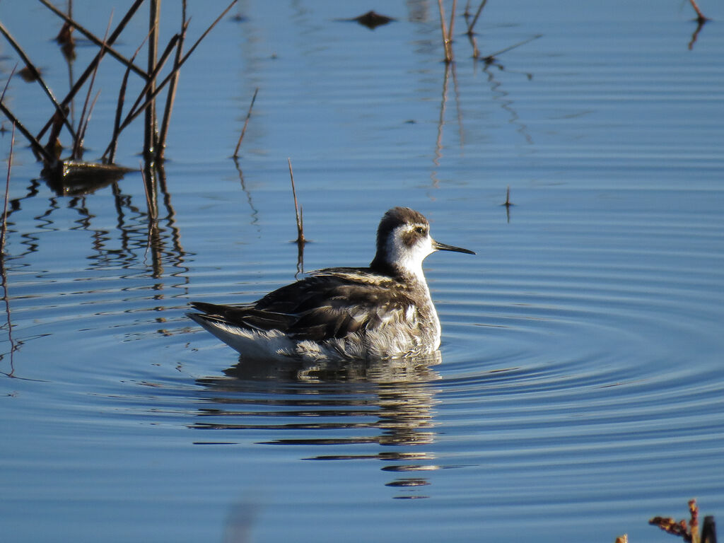 Red-necked Phalarope