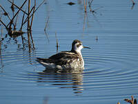 Phalarope à bec étroit