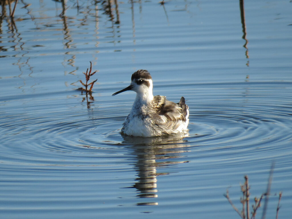 Phalarope à bec étroit