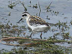 Phalarope à bec étroit