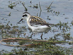 Red-necked Phalarope