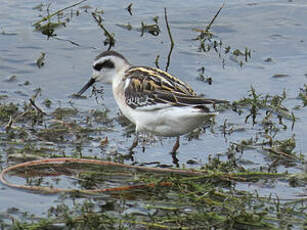 Phalarope à bec étroit