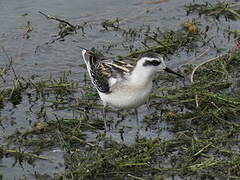 Red-necked Phalarope