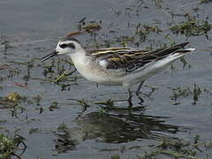 Red-necked Phalarope