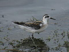 Red-necked Phalarope