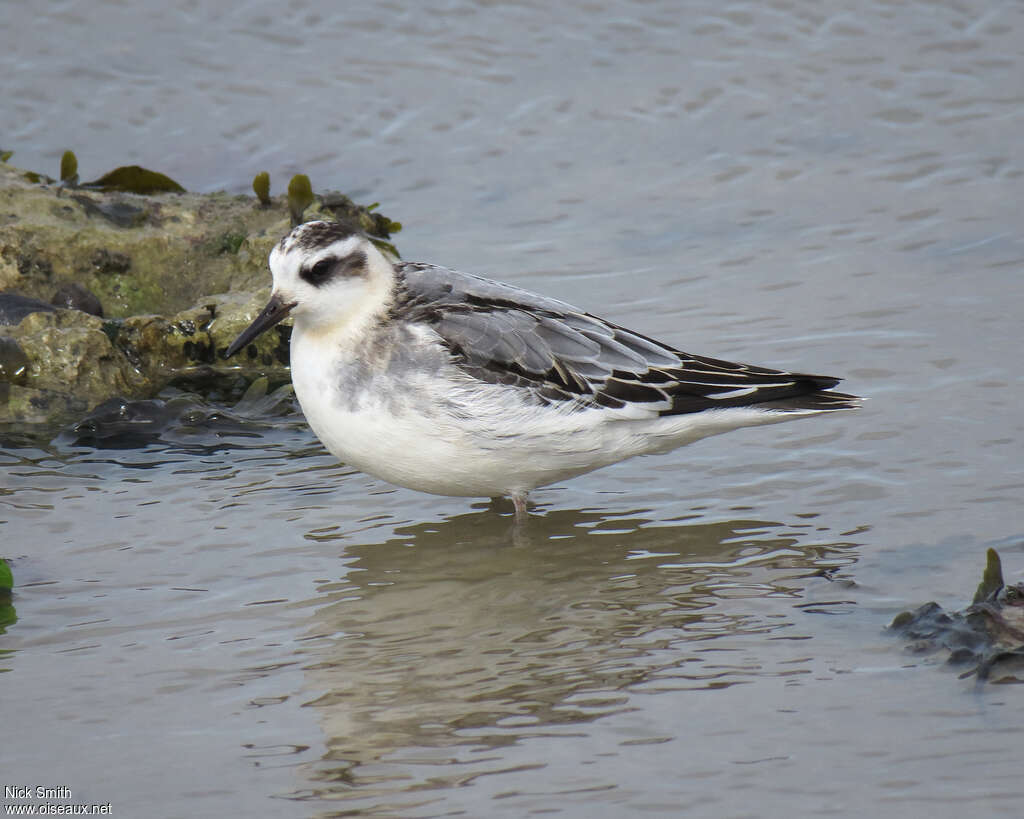 Phalarope à bec large1ère année, identification