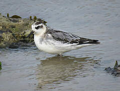 Red Phalarope