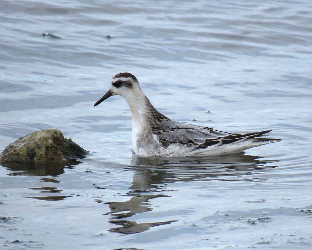 Phalarope à bec large