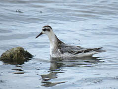 Red Phalarope