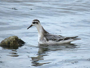 Phalarope à bec large