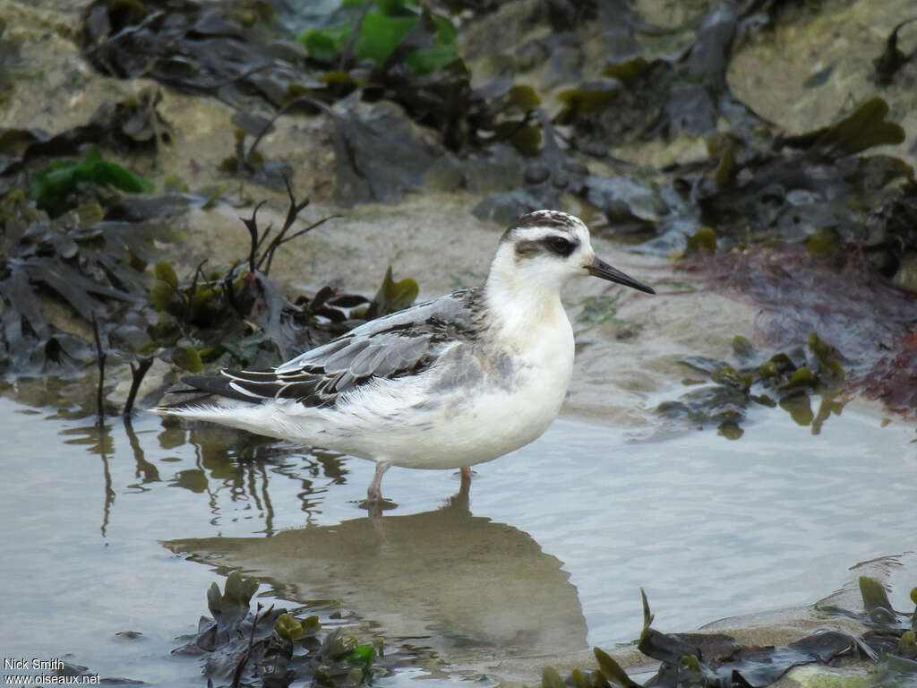 Phalarope à bec large1ère année, identification