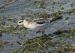 Phalarope à bec large
