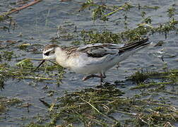 Red Phalarope