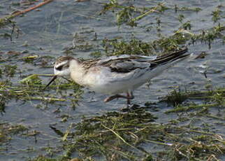 Phalarope à bec large