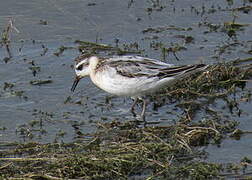 Red Phalarope