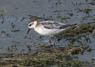 Phalarope à bec large