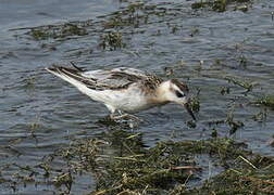Red Phalarope