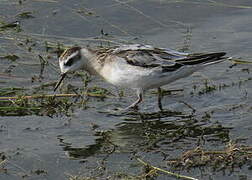 Red Phalarope