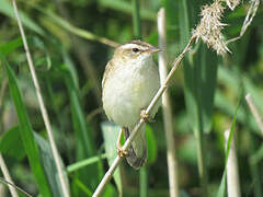 Sedge Warbler