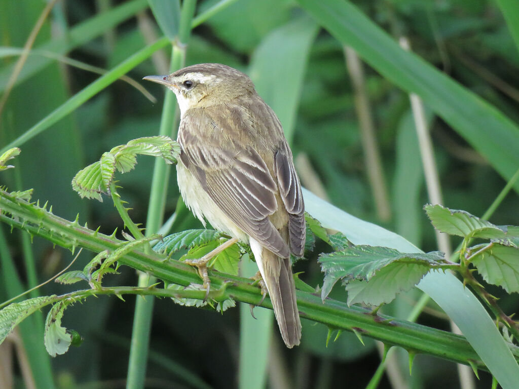 Sedge Warbler