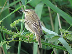 Sedge Warbler