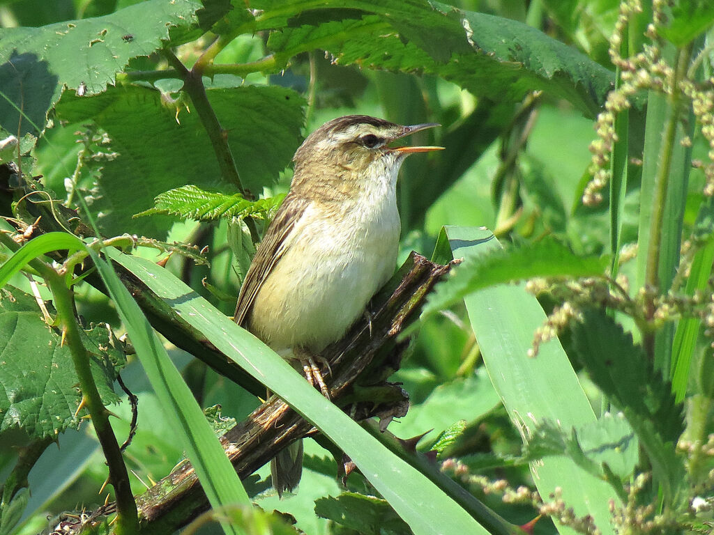 Phragmite des joncs