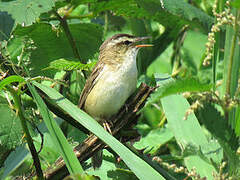 Sedge Warbler