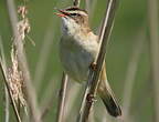 Phragmite des joncs