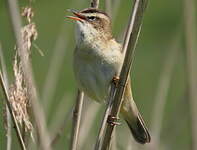 Phragmite des joncs