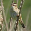 Phragmite des joncs