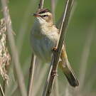 Phragmite des joncs