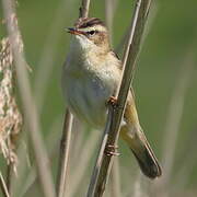 Sedge Warbler