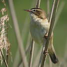 Phragmite des joncs