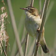 Sedge Warbler