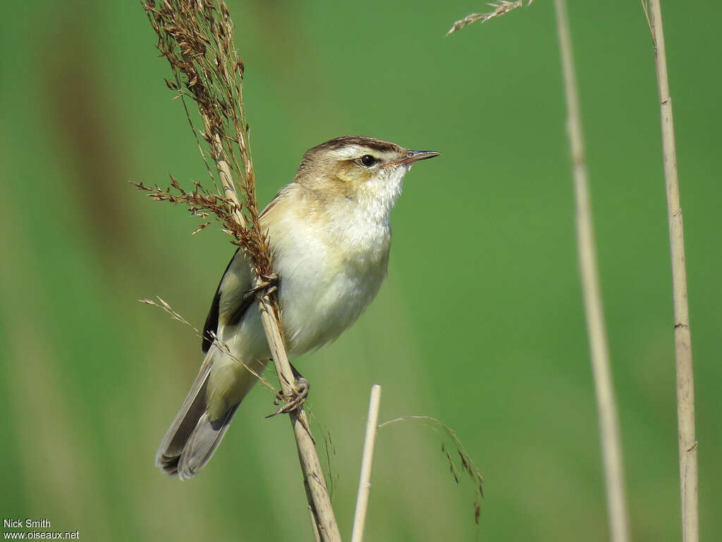 Sedge Warbleradult breeding, identification