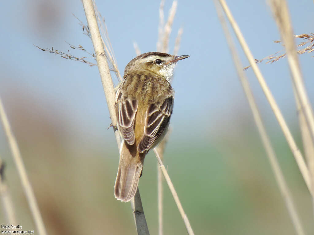 Phragmite des joncsadulte nuptial, identification