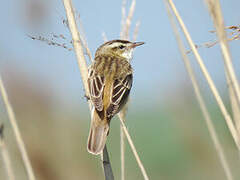 Sedge Warbler