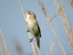 Sedge Warbler