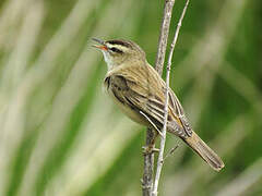 Sedge Warbler